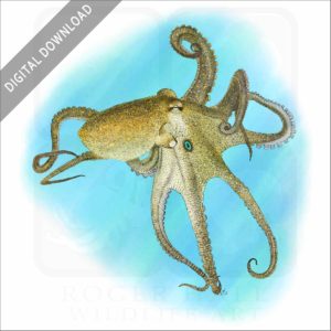 California Two-Spot Octopus stock image