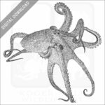 California Two-Spot Octopus