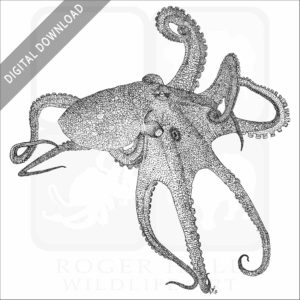 California Two-Spot Octopus