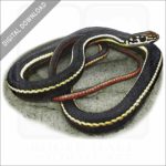 California Whipsnake stock image