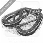 California Whipsnake