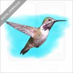Calliope Hummingbird stock image