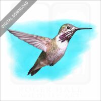 Calliope Hummingbird stock image