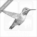 Calliope Hummingbird