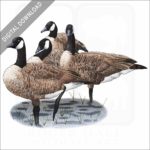 Canada Geese stock image