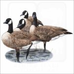 Canada Geese illustration
