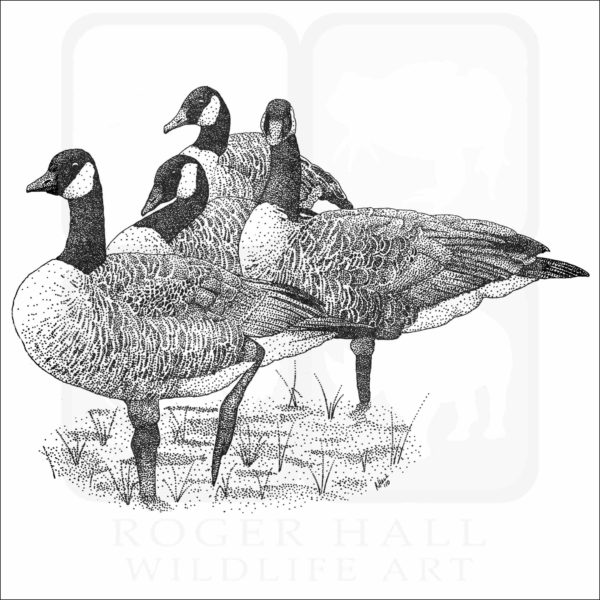 Canada Geese