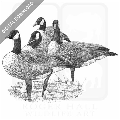 Canada Geese