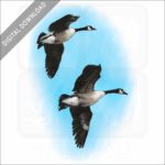 Canada Geese stock image
