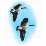 Canadian Geese