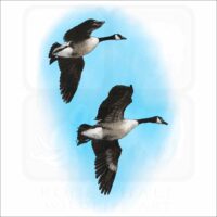 Canadian Geese