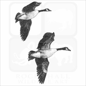 Canadian Geese illustration