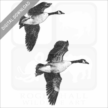Canada Geese