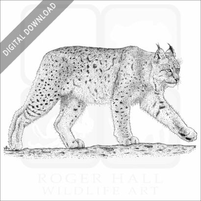 Canadian Lynx