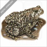 Canadian Toad stock image