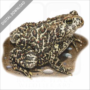 Canadian Toad stock image