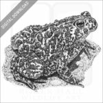Canadian Toad