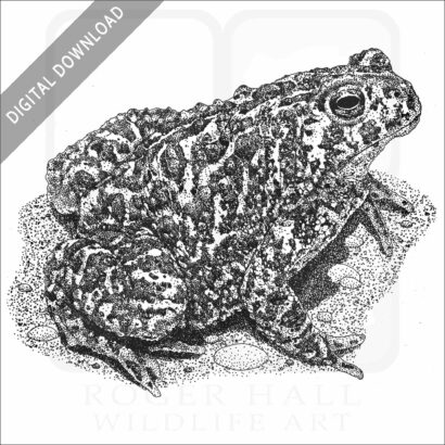 Canadian Toad