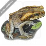 Cane or Marine Toad stock image