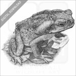 Cane or Marine Toad