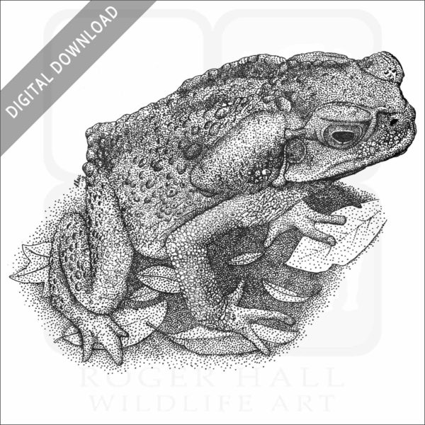 Cane or Marine Toad