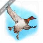 Canvasback Duck stock image