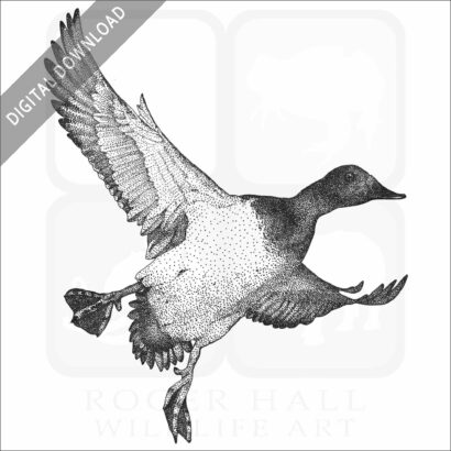Canvasback Duck