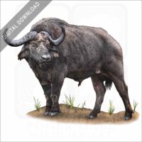 Cape or African Buffalo stock image