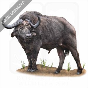 Cape or African Buffalo stock image