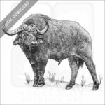 Cape or African Buffalo