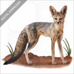 Cape Fox stock image