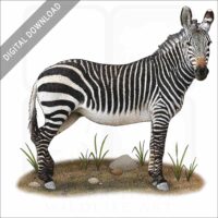 Cape Mountain Zebra stock image