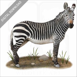 Cape Mountain Zebra stock image