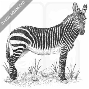Cape Mountain Zebra