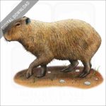 Capybara stock image
