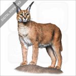Caracal stock image