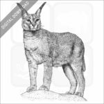 Caracal