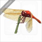 Cardinal Meadowhawk Dragonfly stock image