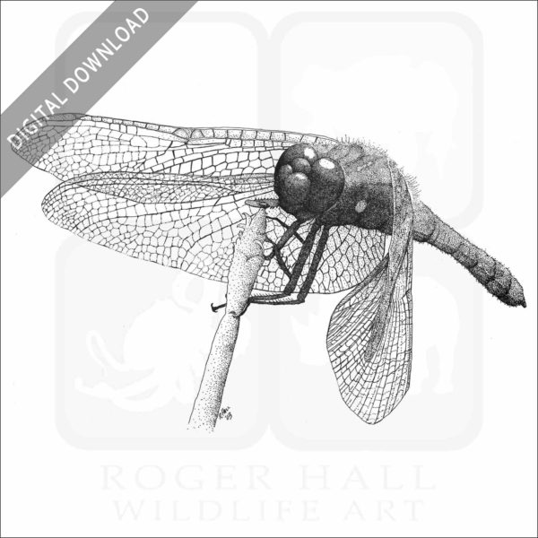 Cardinal Meadowhawk Dragonfly