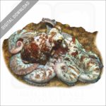 Caribbean Reef Octopus stock image