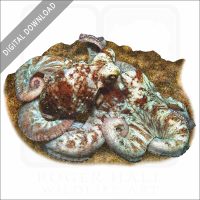 Caribbean Reef Octopus stock image
