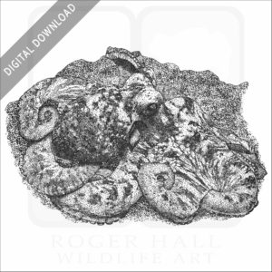 Caribbean Reef Octopus