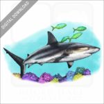 Caribbean Reef Shark stock image