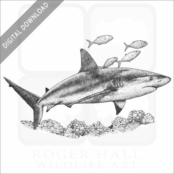 Caribbean Reef Shark