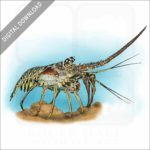 Caribbean Spiny Lobster stock image