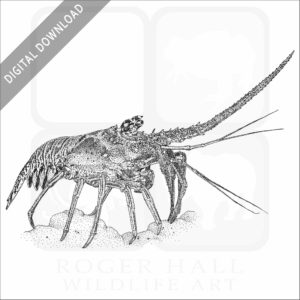 Caribbean Spiny Lobster