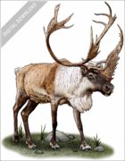 Caribou or Reindeer stock image