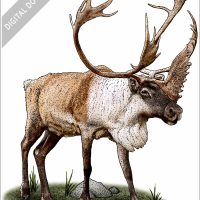 Caribou or Reindeer stock image