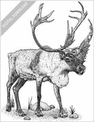 Caribou or Reindeer