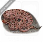 Carolina Pygmy Rattlesnake stock image